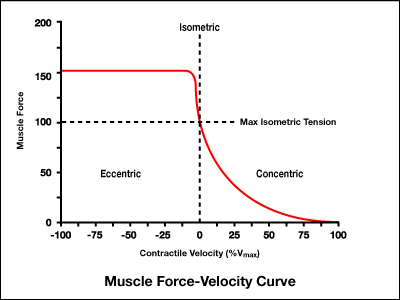 The Force-Velocity Curve